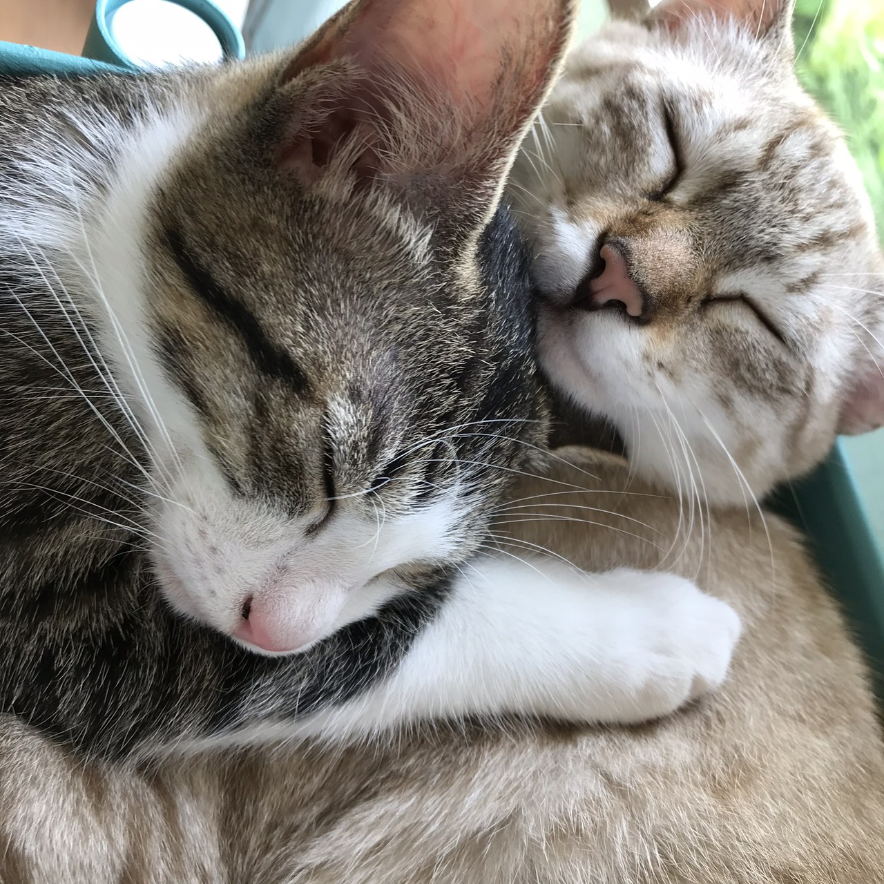 同居猫
