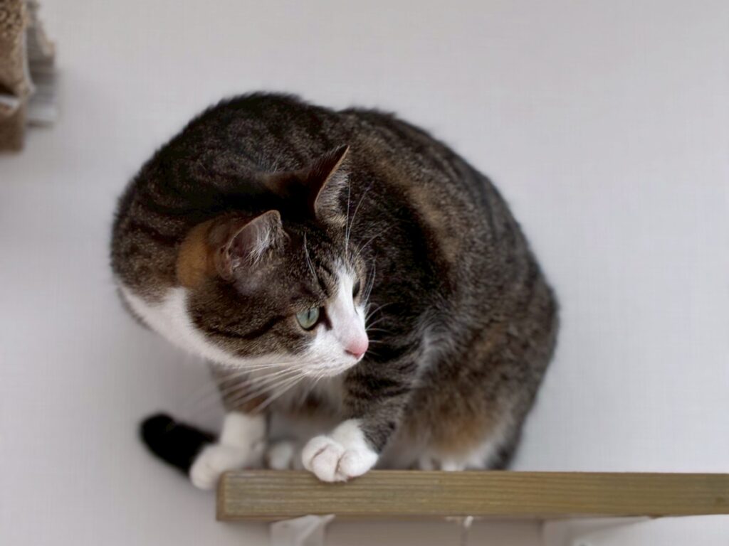 ねこたび｜沖縄・浦添の猫専用ホテル・ペットホテル