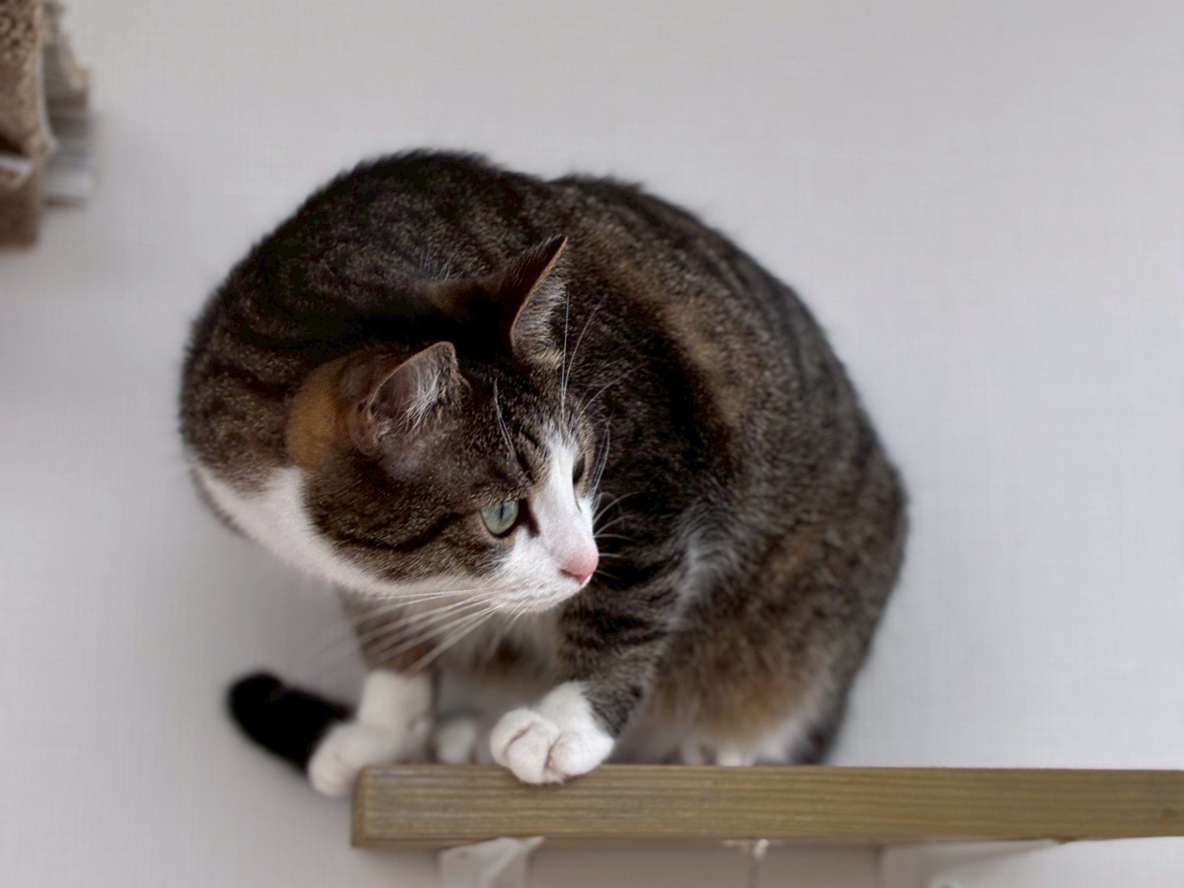 ねこたび｜沖縄・浦添の猫専用ホテル・ペットホテル